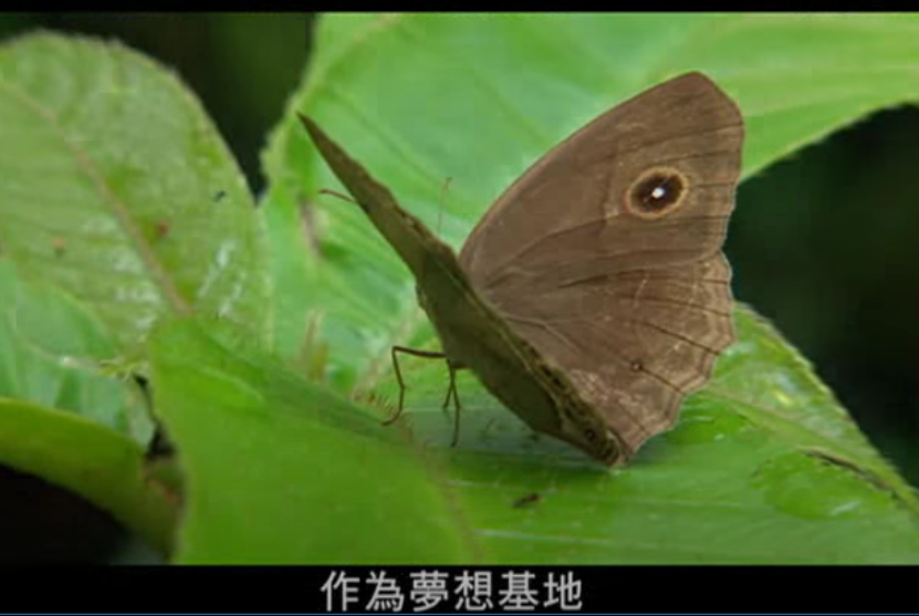 自然谷的三個傻瓜-環境信託NO.1